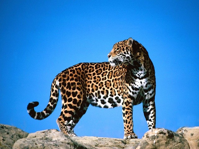 leopardos-4