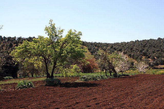 huerta de habichuela