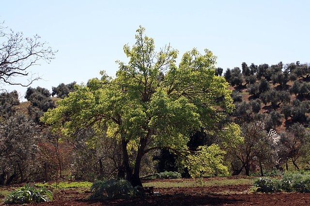 peral sanjuanero