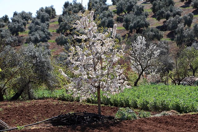 cerezo en flor