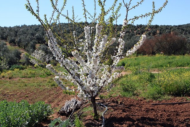 cerezo en flor 2