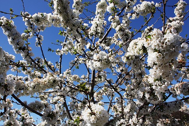 flores del cerezo 1