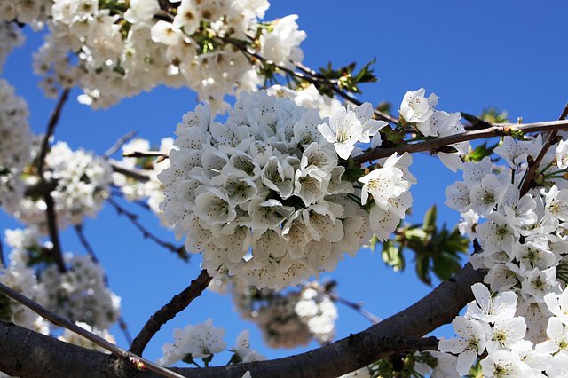 flor del cerezo