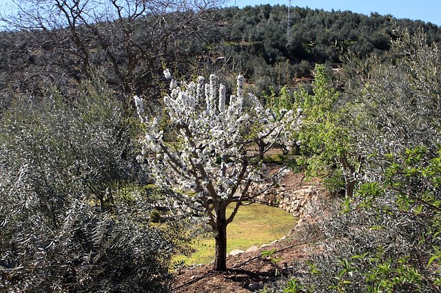 cerezo del chiclanero