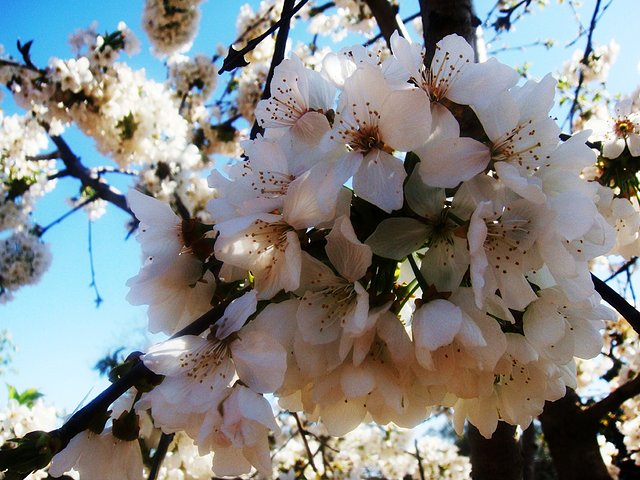 flor del cerezo