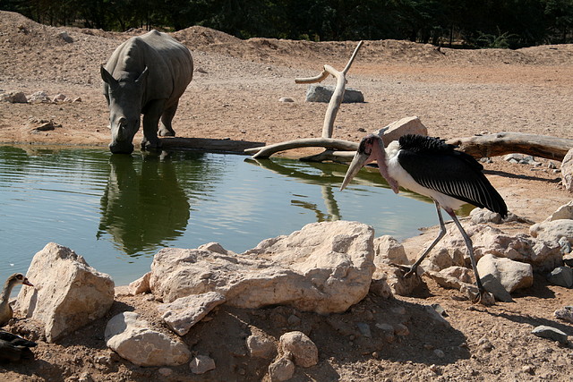 Al Ain Zoo - Atlantis - 19-12-08 039 Al Ain Zoo - Atlantis - 19-12-08 039