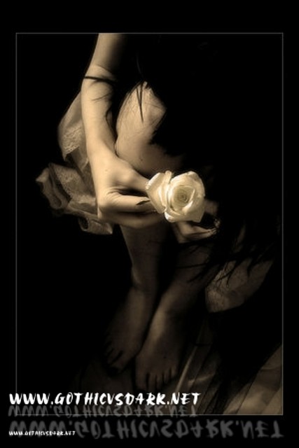 images_roses_gvd (2)