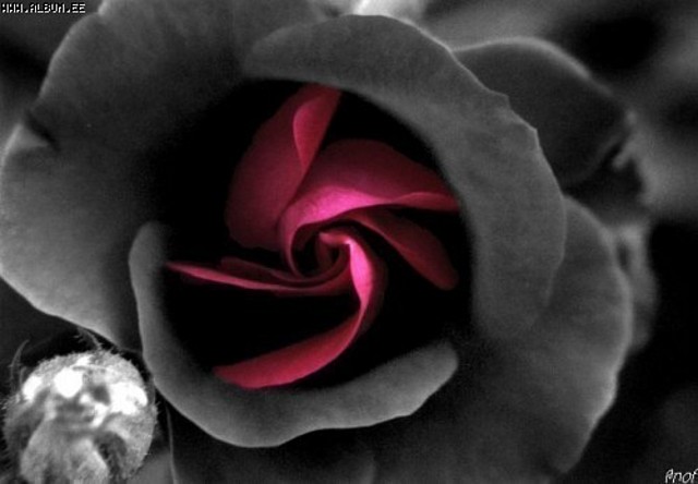 images_roses_gvd (7)