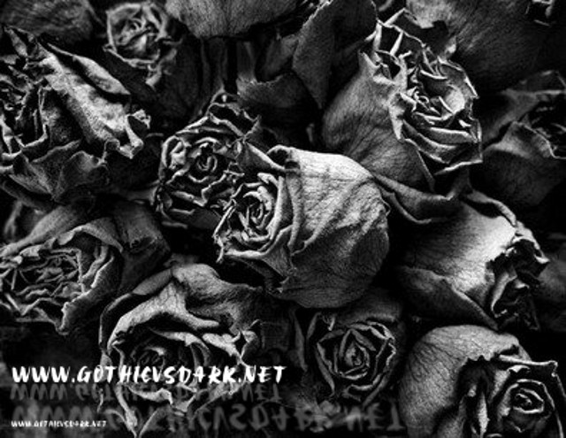 images_roses_gvd (8)