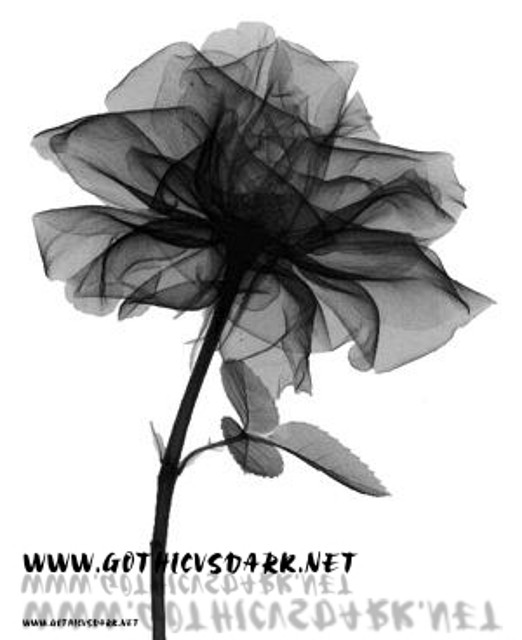 images_roses_gvd (5)