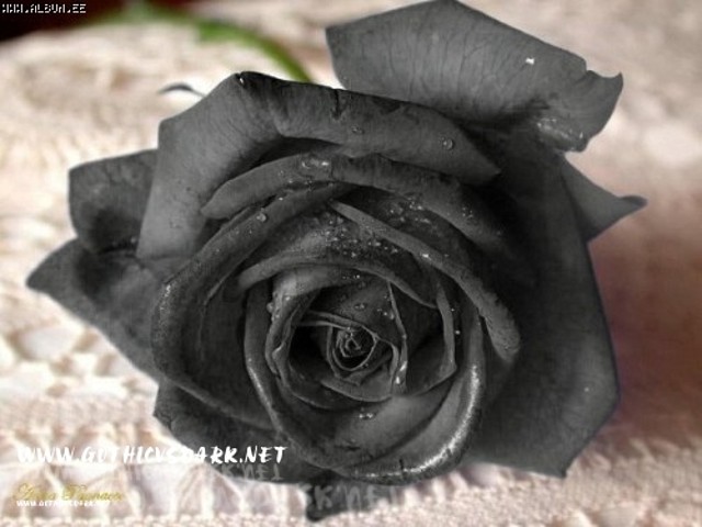 images_roses_gvd (6)