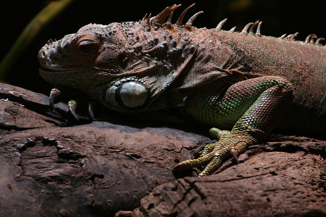 Zoo de Barcelona 20-10-10 1283 Zoo de Barcelona 20-10-10 1283