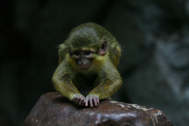 Zoo de Barcelona 28-01-11 018 Zoo de Barcelona 28-01-11 018