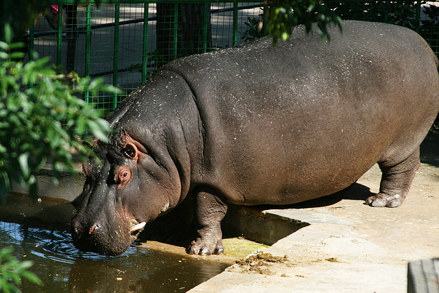 Zoo de Barcelona 12-06-11 014 Zoo de Barcelona 12-06-11 014
