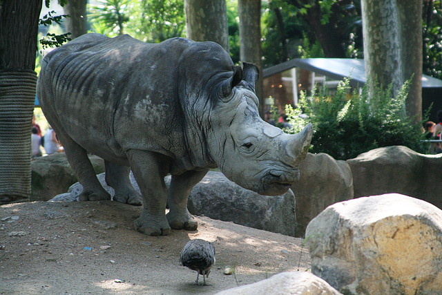 Zoo de Barcelona 12-06-11 048 Zoo de Barcelona 12-06-11 048