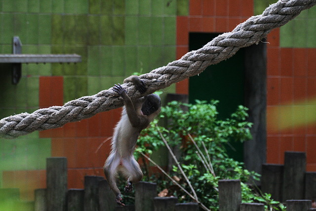 Zoo de Barcelona 07-11-10 601