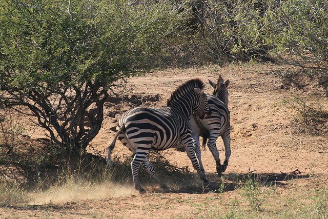 Kruger National Park 28-31 mayo 2009 1133 Kruger National Park 28-31 mayo 2009 1133