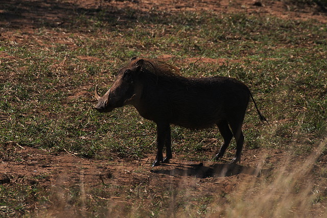 Kruger National Park 28-31 mayo 2009 1106 Kruger National Park 28-31 mayo 2009 1106