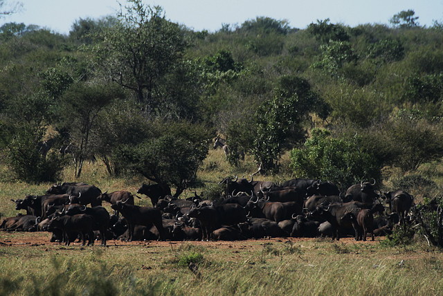 Kruger National Park 28-31 mayo 2009 1164 Kruger National Park 28-31 mayo 2009 1164