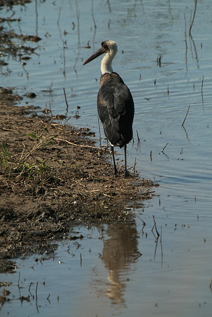 Kruger National Park 28-31 mayo 2009 1166 Kruger National Park 28-31 mayo 2009 1166