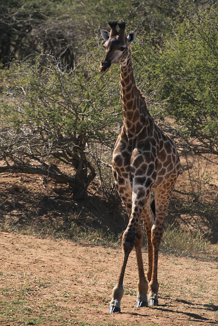 Kruger National Park 28-31 mayo 2009 1130 Kruger National Park 28-31 mayo 2009 1130