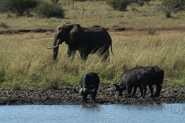 Kruger National Park 28-31 mayo 2009 1177 Kruger National Park 28-31 mayo 2009 1177