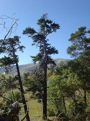 Pinus sylvestris sosnowsky