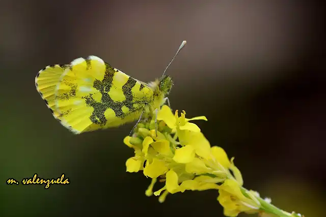 04, mariposa y jamargo, marca