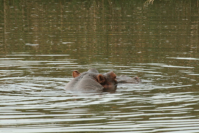Rhino & Lion Nature Reserve 22-02-09 1049 Rhino & Lion Nature Reserve 22-02-09 1049