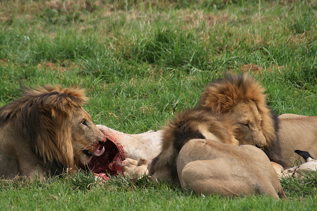 Rhino & Lion Nature Reserve 22-02-09 354 Rhino & Lion Nature Reserve 22-02-09 354