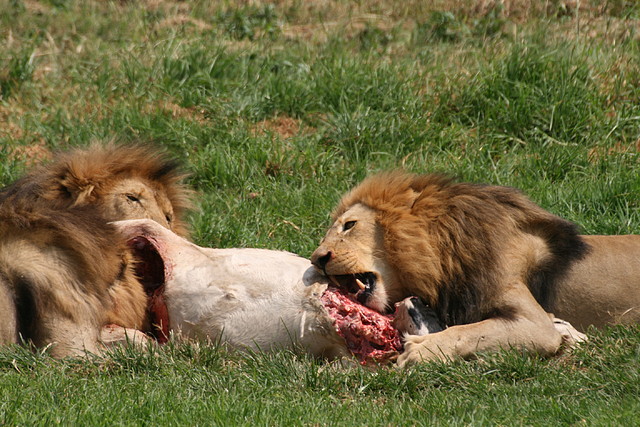 Rhino & Lion Nature Reserve 22-02-09 460 Rhino & Lion Nature Reserve 22-02-09 460