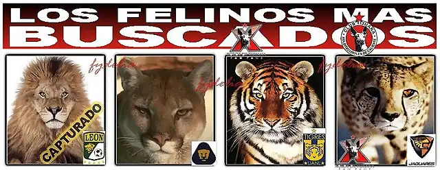 FELINOS