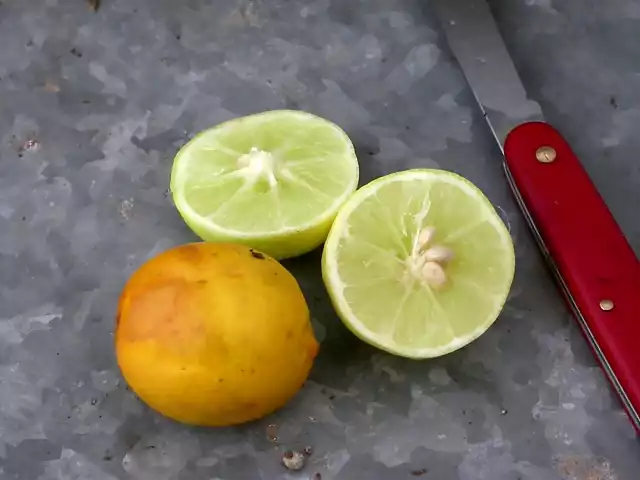 Limoncillo (Citrus aurantifolia)