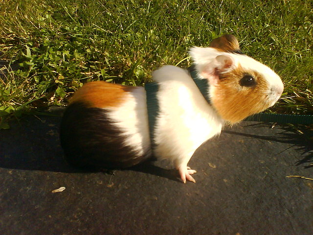 de paseo por el campo de paseo por el campo
