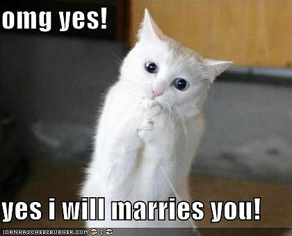 Cat-Proposal