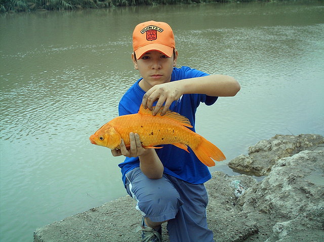 CARPON ROJO