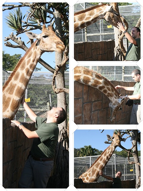 amor_girafa amor_girafa