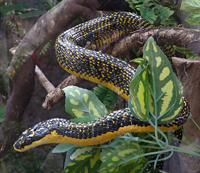 Pseustes shropshirei 4 (7-10-23 Bioparque Amaru) Pseustes shropshirei 4 (7-10-23 Bioparque Amaru)