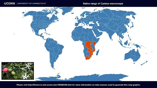 carissa macrocarpa distribuci?n JPG