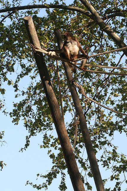 Zoo de Barcelona 07-04-11 265 Zoo de Barcelona 07-04-11 265