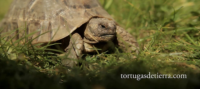 tortugasdetierra.com - testudo graeca con hambre. tortugasdetierra.com - testudo graeca con hambre.