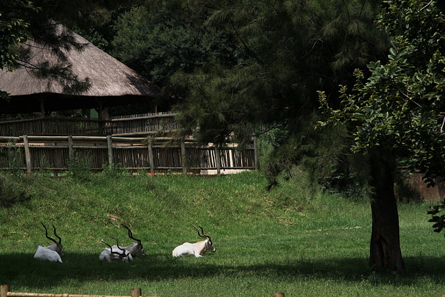 National Geological Gardens Pretoria 18-01-09 058 National Geological Gardens Pretoria 18-01-09 058