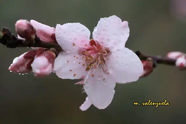 17, flores rosas, marca2