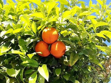 Naranjas amargas