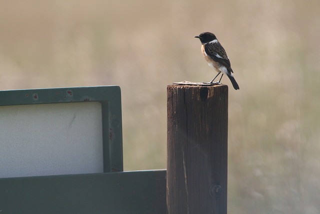 Rietvlei Nature Reserve 7-02-09 186 Rietvlei Nature Reserve 7-02-09 186