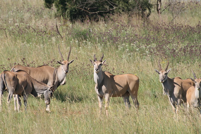 Rietvlei Nature Reserve 7-02-09 218 Rietvlei Nature Reserve 7-02-09 218