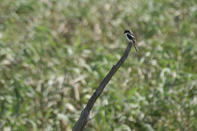 Rietvlei Nature Reserve 7-02-09 206 Rietvlei Nature Reserve 7-02-09 206