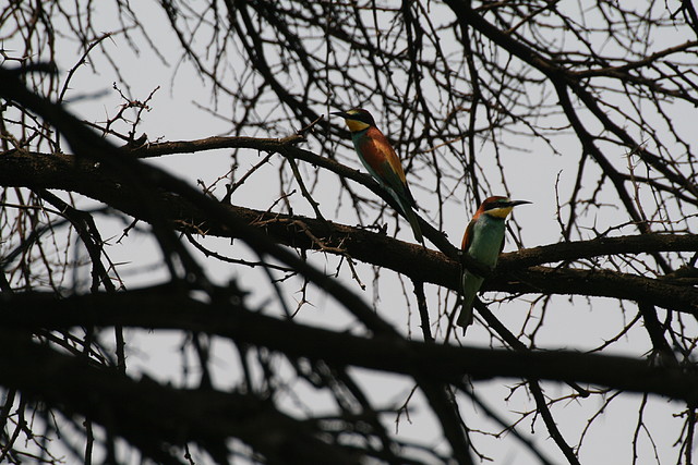 Rietvlei Nature Reserve 7-02-09 181 Rietvlei Nature Reserve 7-02-09 181