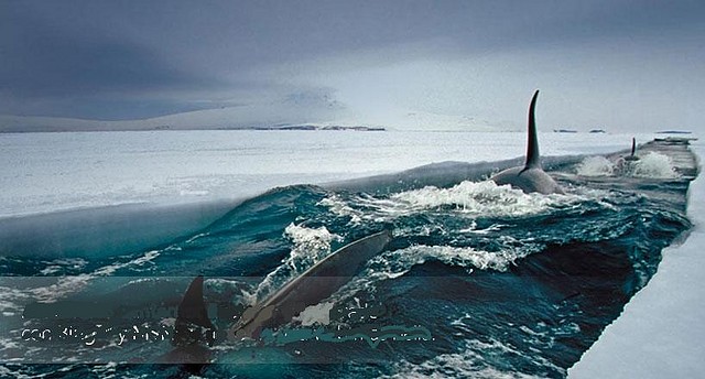 BALLENA22222 BALLENA22222