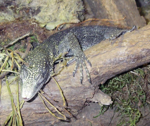 Varanus boehmei (11-8-13 Zoo de Plzen) Varanus boehmei (11-8-13 Zoo de Plzen)